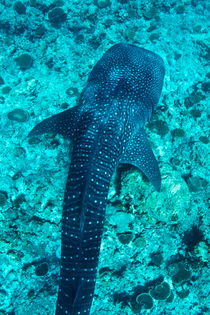 Spotted whale shark (rhincodon typus) swimming in Ari Atoll by Sami Sarkis Photography