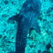 Rf-maldives-sea-shark-underwater-uwmld0085