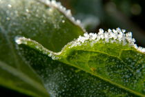 Frozen droplets on leaves in the morning. by Sami Sarkis Photography