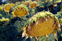 Dying sunflowers in field by Sami Sarkis Photography