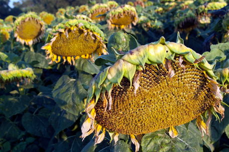 Rf-agriculture-dying-france-sunflower-field-fra436