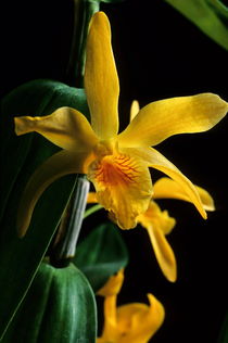 Orchid (dendrobium stardust) with yellow petals. by Sami Sarkis Photography