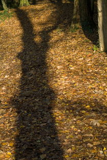 Shadow falling over ground covered with leaves. by Sami Sarkis Photography