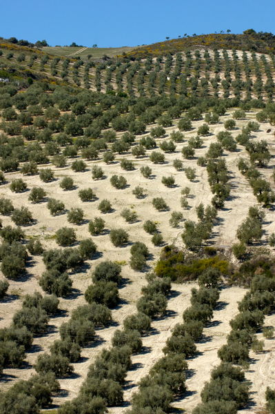 Rm-baena-crop-hills-idyllic-olive-orchard-rural-trees-adl0725