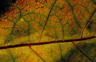 Rf-autumn-beauty-intricate-leaf-nature-pattern-var045