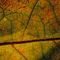 Rf-autumn-beauty-intricate-leaf-nature-pattern-var045
