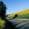 Rf-fields-france-isere-rapeseed-road-fra344