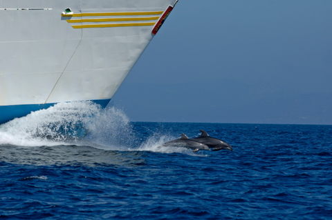 Rf-bottlenose-dolphins-emerging-sea-ship-adl1303