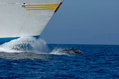 Rf-bottlenose-dolphins-emerging-sea-ship-adl1303