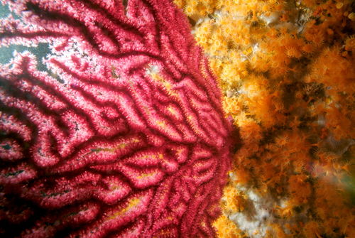 Rm-red-gorgonian-sea-fans-underwater-uw470