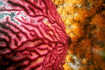 Red Gorgonian (Paramuricea Clavata) growing on ocean floor von Sami Sarkis Photography