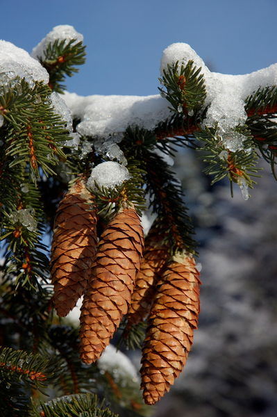 Rf-branch-nature-pinecones-snow-ppl854