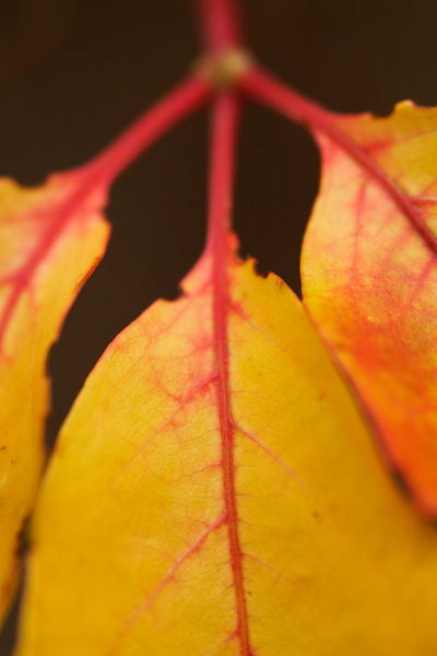 Rf-autumn-ivy-leaves-vine-var1150