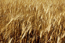 Golden wheat grains by Sami Sarkis Photography