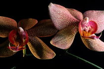 Orchid (phalaenopsis hybride) with pink petals. von Sami Sarkis Photography