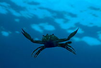 Crab swimming in the blue water near Faadhippolhu Atoll in the Maldive Islands. by Sami Sarkis Photography