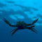 Rf-crab-sea-swimming-underwater-uwmld0318
