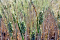 Golden wheat grains von Sami Sarkis Photography