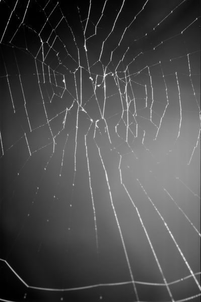 Rf-animal-cobweb-fragile-insect-spider-ani343
