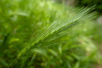 Green wheat in field von Sami Sarkis Photography