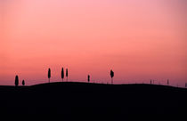 Cypress trees silhouetted at sunset von Sami Sarkis Photography