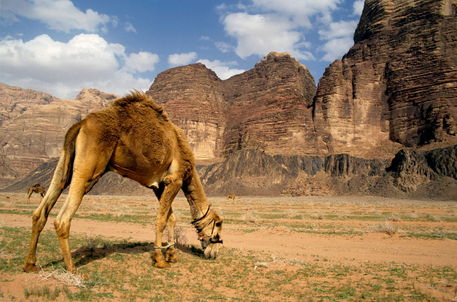 Rm-camel-cliffs-desert-grazing-heat-landscape-lds067