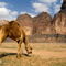 Rm-camel-cliffs-desert-grazing-heat-landscape-lds067