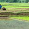 Rm-buffalo-china-man-rice-paddy-rural-working-chn1373