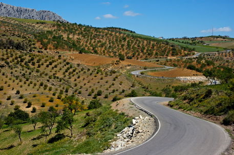 Rm-andalusia-crop-olive-orchard-road-rural-winding-adl1058