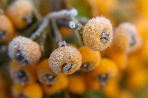 Rf-berries-dew-frozen-pyracantha-shrub-var431