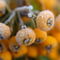 Rf-berries-dew-frozen-pyracantha-shrub-var431