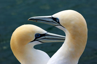 Rf-gannets-mates-togetherness-wildlife-ani301
