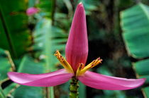 Pink banana flower growing on the island of Tanna by Sami Sarkis Photography