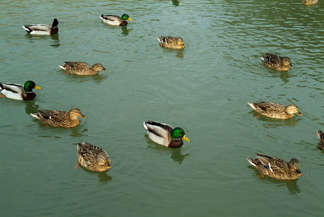Rm-ducks-swimming-togetherness-wildlife-ani116