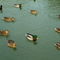 Rm-ducks-swimming-togetherness-wildlife-ani116