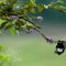 Rf-beauty-branch-butterfly-guangxi-perching-chn1833