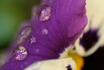 Drops on a purple petal of a viola pansy flower after rain shower. by Sami Sarkis Photography