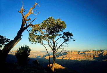 Rf-grand-canyon-landscape-sunrise-tree-vast-usa178
