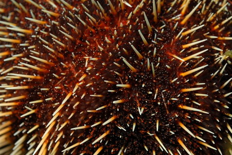 Sea-urchin-galapagos-rm-glp-uwd4921