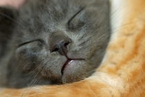 Gray kitten lying fast asleep with his head on another kitten. von Sami Sarkis Photography