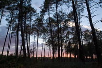 Silhouette of pine trees at dusk in the Landes forest by Sami Sarkis Photography