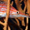 Rm-longnose-hawkfish-underwater-uwmld0538