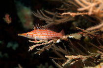 Longnose Hawkfish (Oxycirrhites typus) hides in frondy Black Coral (Antipathes) by Sami Sarkis Photography