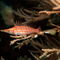 Rm-black-coral-longnose-hawkfish-underwater-uwmld0392