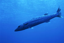 Great Barracuda swimming near Elphinstone Reef in the Red Sea by Sami Sarkis Photography