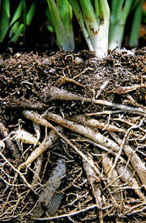 Grass roots tangled up together in soil von Sami Sarkis Photography