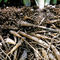 Rf-france-growth-plants-roots-soil-tangles-lds172