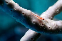 Small Cling Goby (Pleurosicya micheli) hovers over a Blue Finger Sponge (Amphimedon) by Sami Sarkis Photography