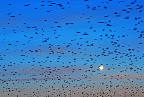 Rf-flock-migrating-swallows-wildlife-var1229