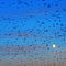 Rf-flock-migrating-swallows-wildlife-var1229